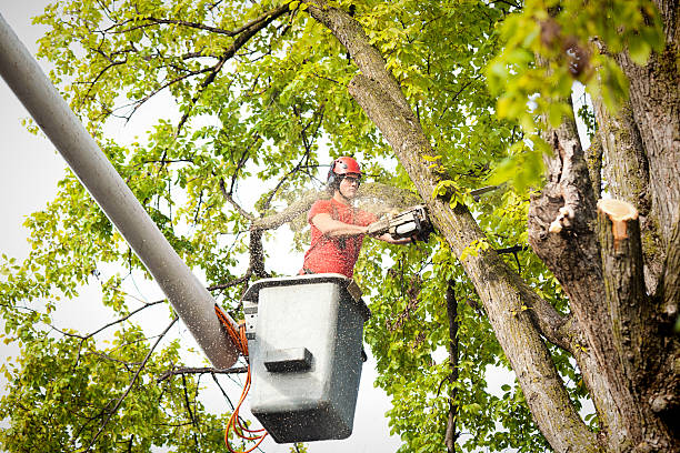 How Our Tree Care Process Works  in  Matteson, IL