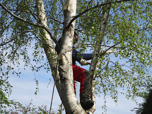 Trusted Matteson, IL Tree Services Experts